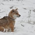 雪の日の犬のお散歩…