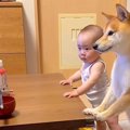 赤ちゃんと犬の『熱…