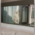 お留守番確定のポメ…