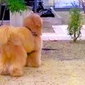 大型犬との鬼ごっこ…