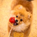 犬がおもちゃを飲み…