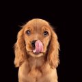 犬に絶対与えてはい…