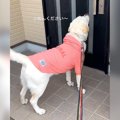 大型犬が『必ず散歩…