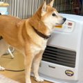 寒がりな犬が『スト…