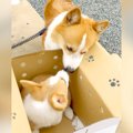 先輩犬が赤ちゃん犬…