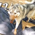 キャンプ場で泥遊び…