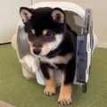 豆柴子犬を迎えてか…