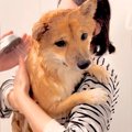 『お風呂嫌いの柴犬…