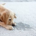 犬が『おしっこ漏れ…