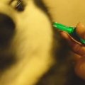 3頭の大型犬に『ノミ…