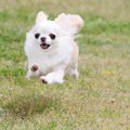 ドッグランで小型犬…