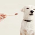 愛犬の歯磨き嫌いを…