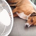 犬が『脱水症状』を…