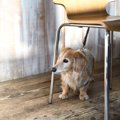 犬がテーブルなどの…