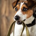 犬の散歩をしない飼…