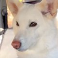 犬と一緒に車でお出…