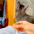 『ボールを投げたフ…