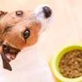 犬に『フードが合っ…