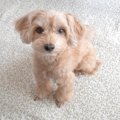 犬が飼い主を『怪し…