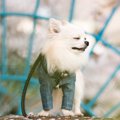 犬が『花粉症』にな…