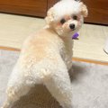 犬が『美脚』を見せ…