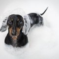 シニア犬に対する正…
