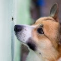 愛犬が虫を食べちゃ…