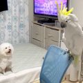 犬が監視しているの…