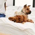 愛犬の機嫌が悪い時…