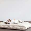 犬の『クーラー病』…