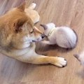 散歩中に犬が発見し…