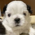 真っ白なお顔の赤ち…