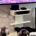 テレビで『犬の番組…