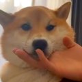 犬のあごを撫でてい…