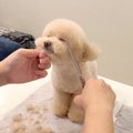 犬を初めて『家でト…