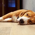 犬が横を向いて寝る…