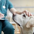 愛犬が「調子が悪い…