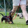 愛犬のアンチエイジ…