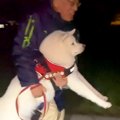 夜9時、秋田犬のお散…