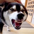 犬が『ムキ顔』を見…