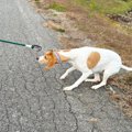 犬が『散歩に行きた…