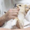 飼い主の浮気を察知…
