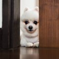 人見知りな犬の特徴3…