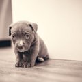 犬から『自由』を奪…