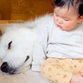 超大型犬が『赤ちゃ…