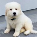 『超大型犬の赤ちゃ…