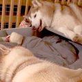 向かい合って寝転ぶ…