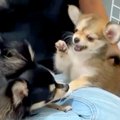 新入りの妹犬を受け…
