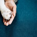 『神経質な犬』がみ…