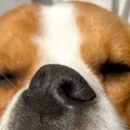 窓際で爆睡する犬→『…